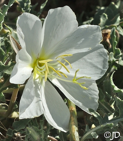 Oenothera californica  California primrose