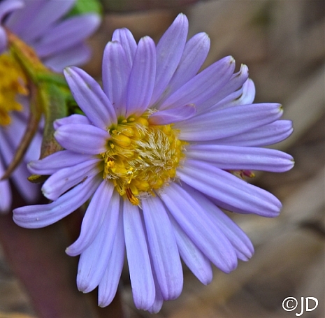 Aster (Symphyotrichum) chilensis  California aster