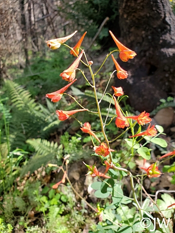 Delphinium nudicaule  red larkspur