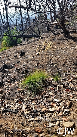 Calamagrostis ophitidis  serpentine reed grass