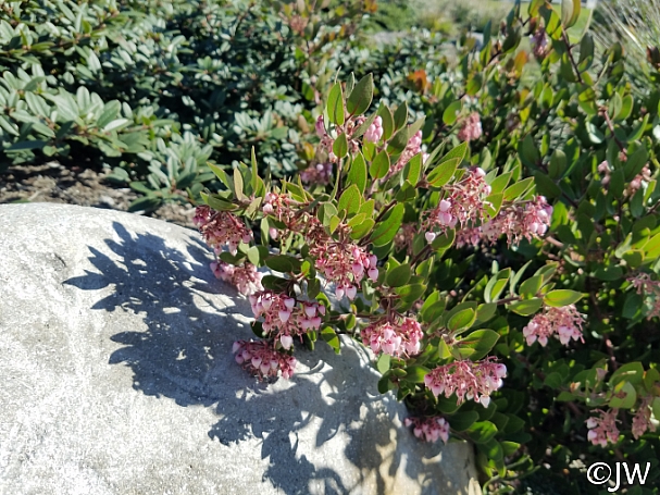 Arctostaphylos montereyensis  Monterey manzanita