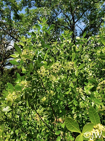 Ptelea crenulata  California hoptree