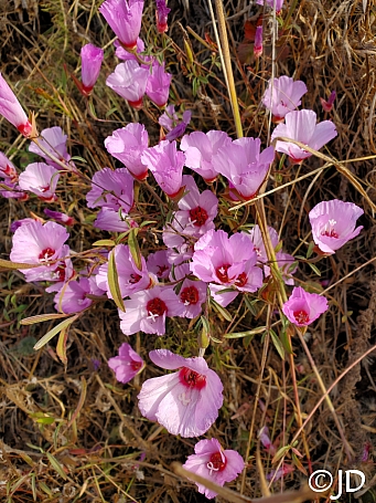 Clarkia  rubicunda ssp. blasdalei  ruby chalice Clarkia