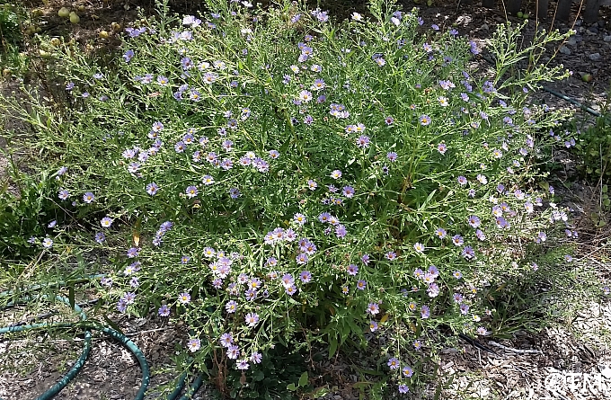 Aster (Symphyotrichum) chilensis 'Purple Haze' California aster