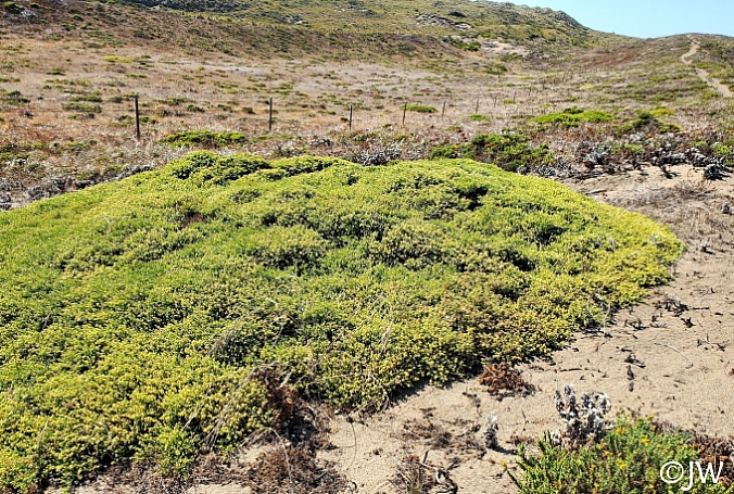 Baccharis pilularis - Bodega Dunes form  prostrate coyote bush