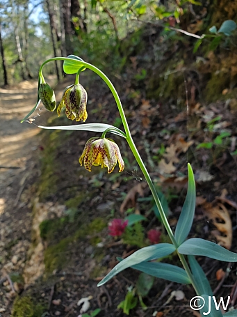 Fritillaria affinis  checker lily