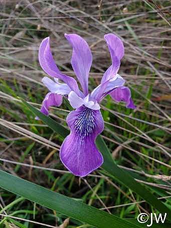 Iris douglasiana  Douglas iris