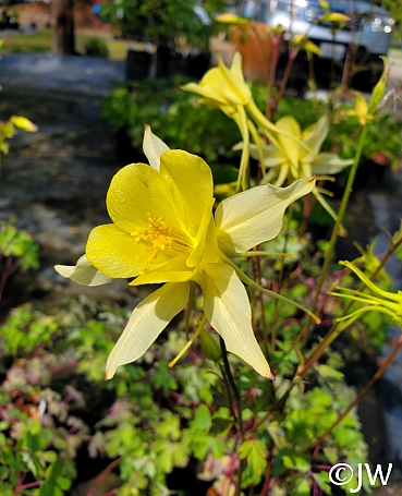 Aquilegia chrysantha  golden columbine