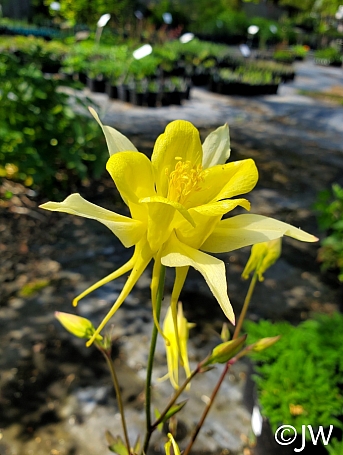 Aquilegia chrysantha  golden columbine