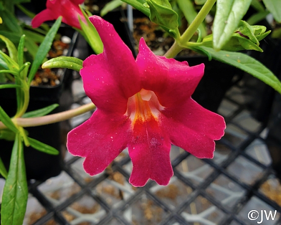 Mimulus (Diplacus)  'Jelly Bean Red' monkeyflower