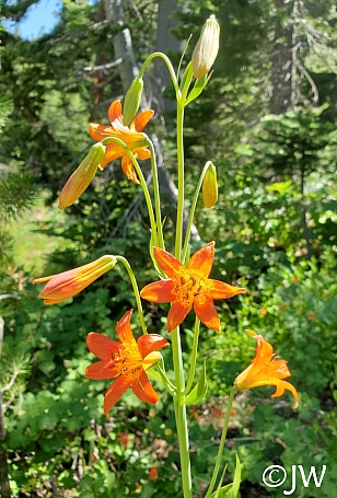 Lilium parvum  alpine lily, Sierra tiger lily