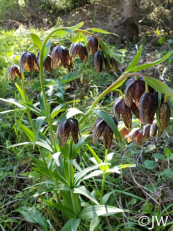 Fritillaria affinis  checker lily