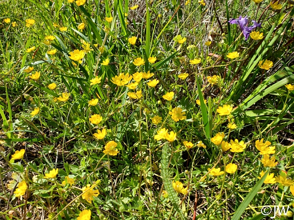 Ranunculus californicus  California buttercup