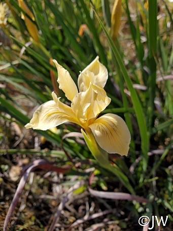 Iris fernaldii  Fernald's iris