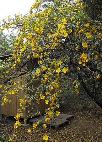 Fremontodendron  'San Gabriel' flannel bush