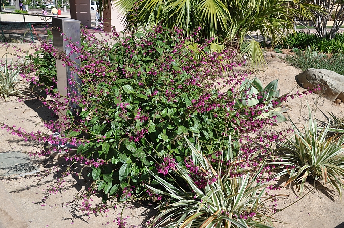 Salvia  chiapensis  