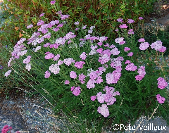 Achillea millefolium 'Island Pink' yarrow