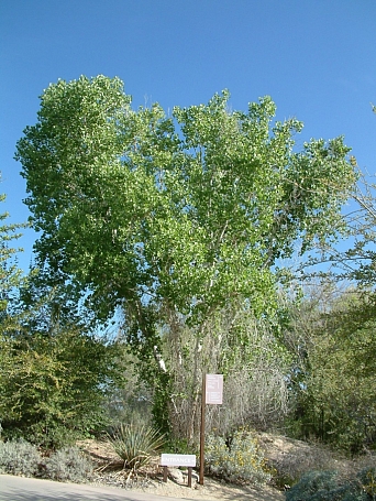 Populus fremontii  Fremont's cottonwood