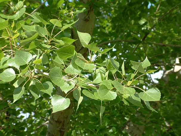 Populus fremontii  Fremont's cottonwood