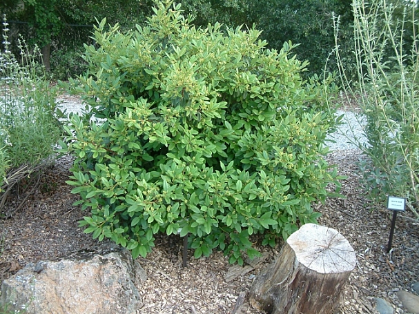 Rhamnus (Frangula) californica 'Eve Case' California coffeeberry