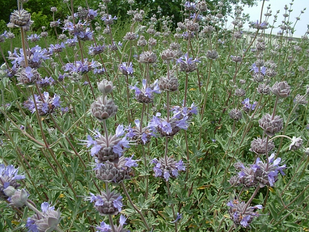 Salvia clevelandii x 'Whirly Blue' sage