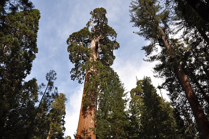 Sequoiadendron giganteum  giant Sequoia, Sierra redwood