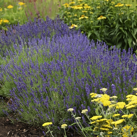 Lavandula  angustifolia 'Hidcote' dwarf English lavender