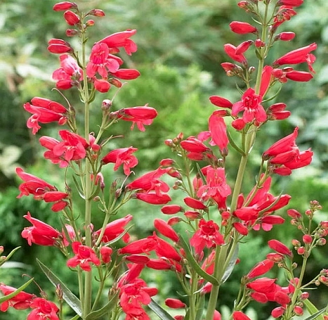 Penstemon barbatus 'Riding Hood Red' southwest penstemon