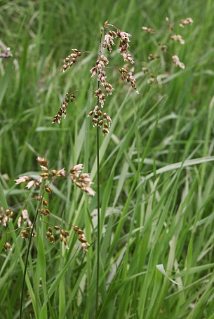 Hierochloe odorata  sweet grass