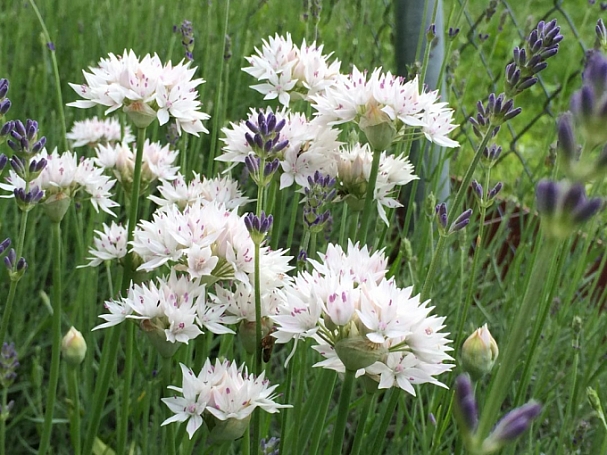 Allium amplectens 'Graceful Beauty' narrowleaf onion