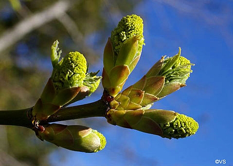 Acer macrophyllum  bigleaf maple