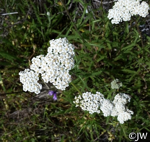 Achillea millefolium - inland form - Napa County seed source  yarrow