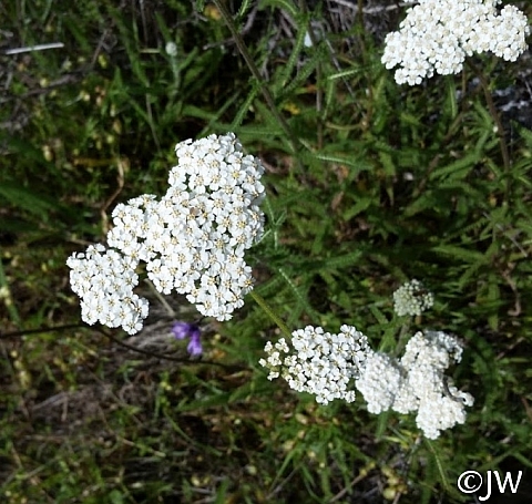 Achillea millefolium - inland form - Lake County seed source  yarrow
