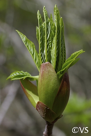Aesculus californica  Californica buckeye