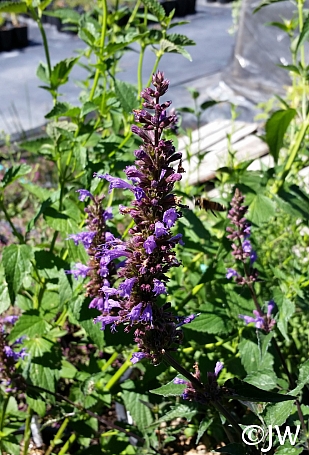 Agastache  'Purple Haze' hummingbird mint