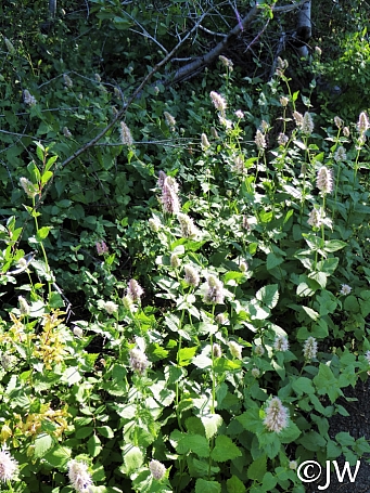 Agastache urticifolia  licorice mint