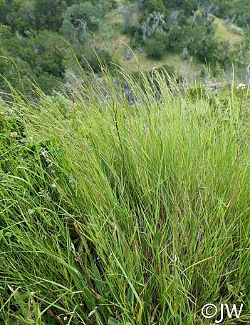 Agrostis pallens  California bentgrass