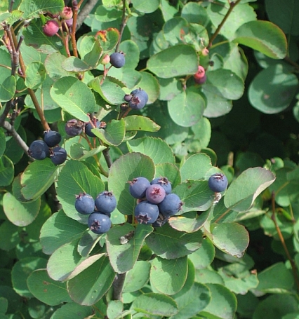 Amelanchier alnifolia  serviceberry
