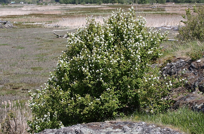 Amelanchier alnifolia  serviceberry