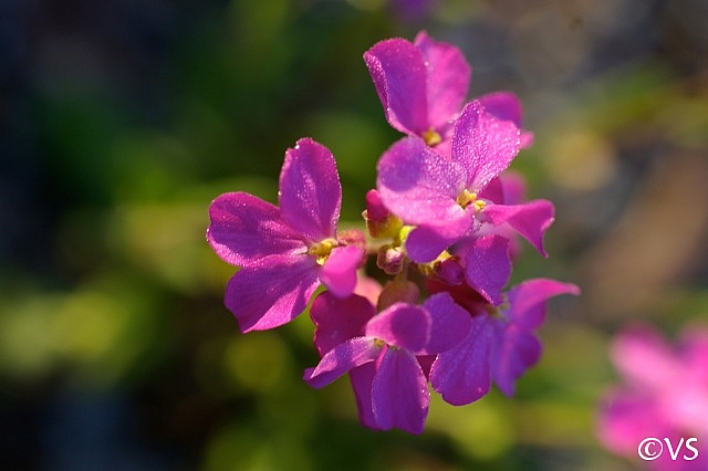 Arabis blepharophylla  rose rock cress