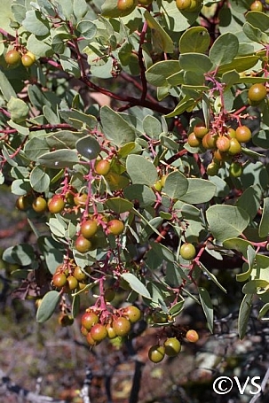 Arctostaphylos glauca  bigberry manzanita