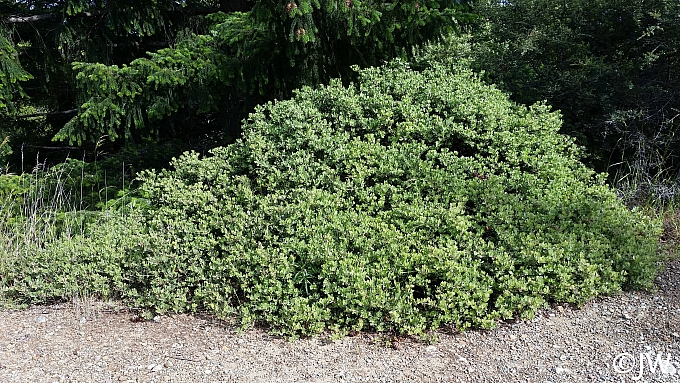 Arctostaphylos montana ssp. montana  Mount Tamalpais manzanita