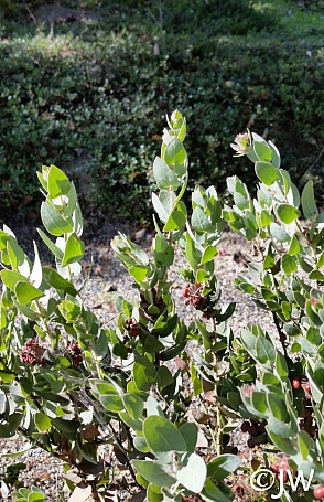 Arctostaphylos auriculata  Mount Diablo manzanita