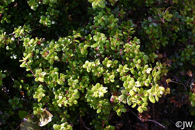 Arctostaphylos nummularia 'Bear Belly' glossy-leaf manzanita