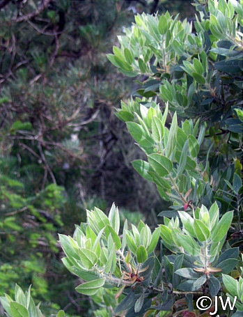 Arctostaphylos columbiana  hairy manzanita