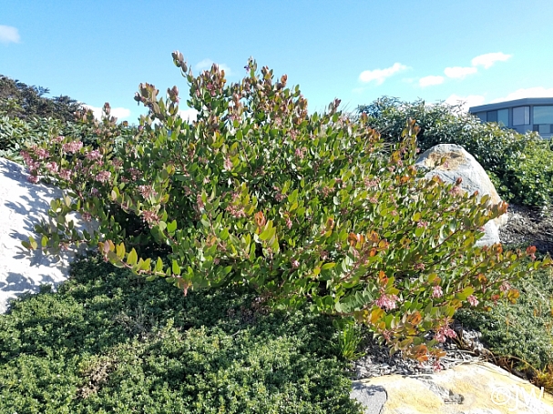Arctostaphylos montereyensis  Monterey manzanita