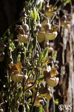 Aristolochia californica  Dutchman's pipe vine