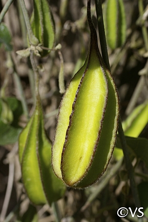 Aristolochia californica  Dutchman's pipe vine