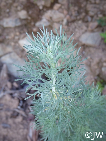 Artemisia californica  California sagebrush