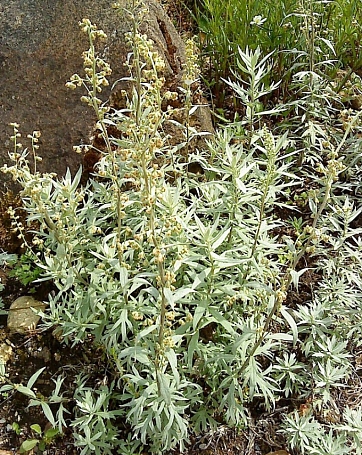 Artemisia douglasiana  mugwort